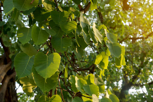 bodhi tree is a large deciduous tree. the leaves are single, arranged alternately, the appearance of the leaves is heart-shaped. buddhists believe that it is the tree of wisdom. - 智慧农业 個照片及圖片檔