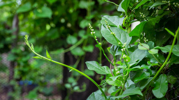 climbing malabar spinach with white flowers, basella alba - 智慧农业 個照片及圖片檔